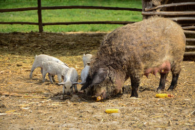 Autochthonous domestic pigs called mangulica with small pigs