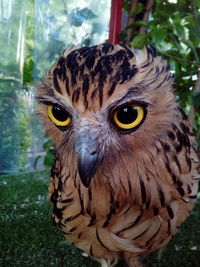 Close-up portrait of owl