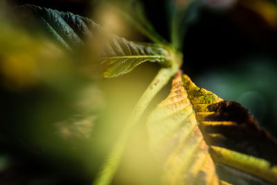 Close-up of yellow leaves
