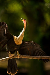 Close-up of bird perching on wood