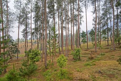 Pine trees in forest