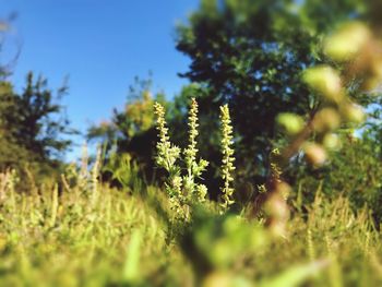 Close-up of flowering plants on land