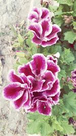 Close-up of pink flowers