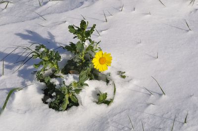 plant