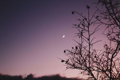 Low angle view of silhouette tree against sky at night