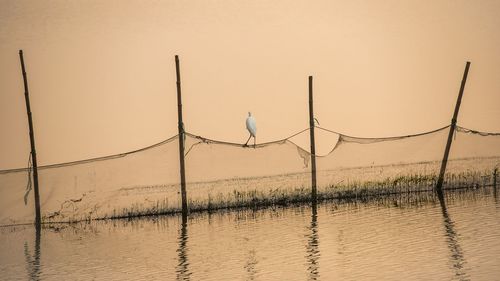 Bird perching on fishing net in lake against clear sky