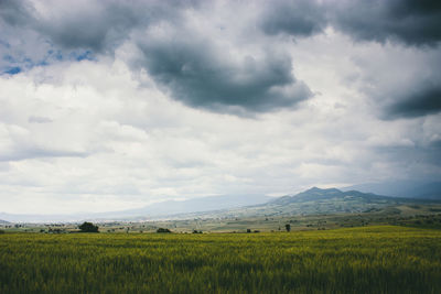 Scenic view of agricultural field against sky