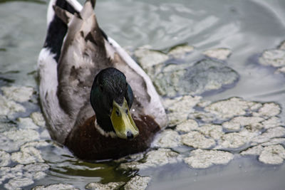 High angle view of duck swimming in lake