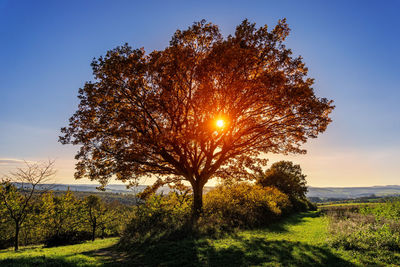 Tree on field against bright sun