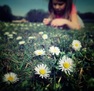 Close up of dandelion blooming in field
