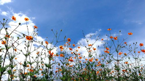 Low angle view of flowers blooming against sky