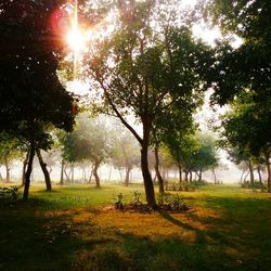 Sun shining through trees