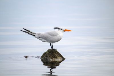 Seagull perching on a lake