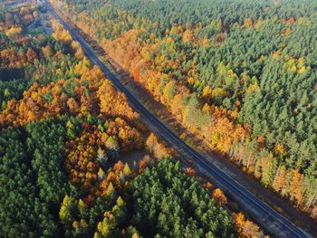 High angle view of trees in forest during autumn