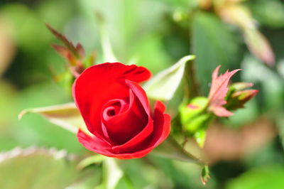 Close-up of red rose