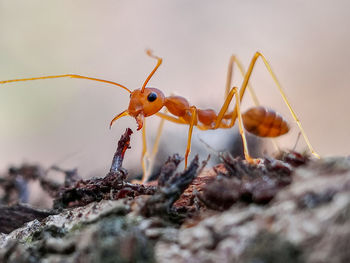 Close-up of ant on rock