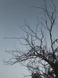 Low angle view of silhouette bare tree against clear sky