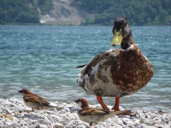 Mallard duck on the lake