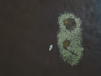 Close-up of butterfly on the lake