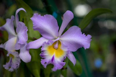 Close-up of purple flowering plants