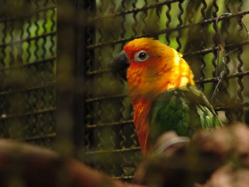 Close-up of parrot perching in cage