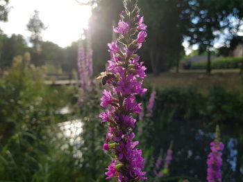 Close-up of pink flowering plant