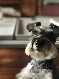 Close-up portrait of dog at home