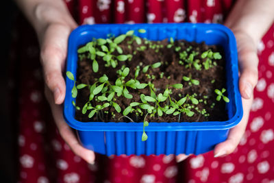 Hands of a young woman holding basil sprouts in a blue container on a background of a red dress