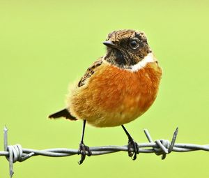 Close-up of bird perching outdoors