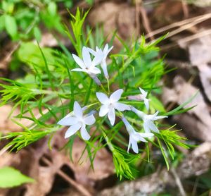 Close-up of white flowers