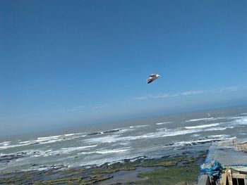 Seagull flying over sea against sky