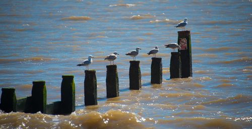 Birds perching on wooden post in sea