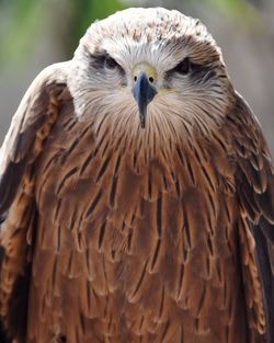 Close-up portrait of owl