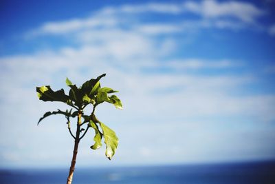 Close-up of plant against sky