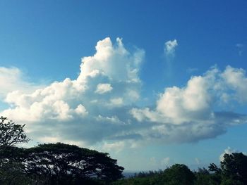 Low angle view of trees against cloudy sky