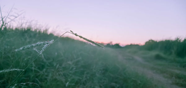 Close-up of grass on field against sky