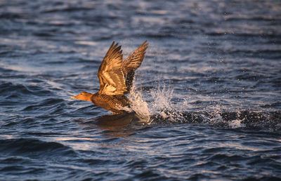 Seagull flying over sea