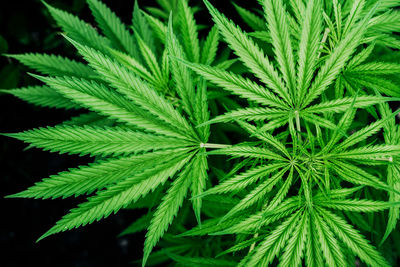 Top view of young marijuana green plant leaves foliage growing outdoor in the garden. 
