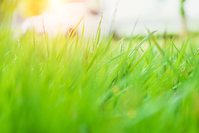 Close-up of grass in field