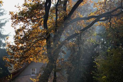 Trees in front of building