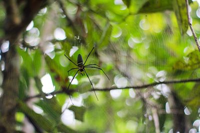 Close-up of spider on web