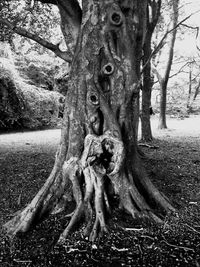 Close-up of tree trunk