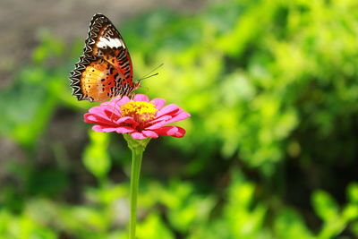 Butterfly on pink flower