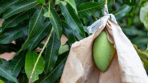 Close-up of fruits growing on plant