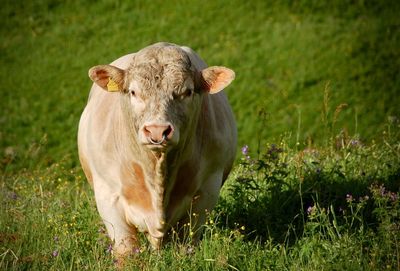 Portrait of a cow