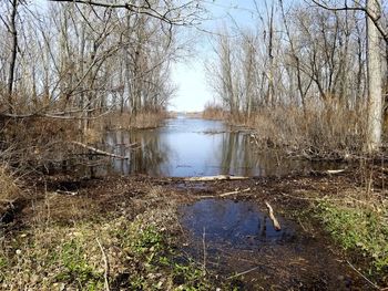 Reflection of bare trees in lake