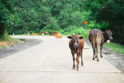 Cows on road in asia