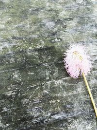 Close-up of flowers blooming outdoors