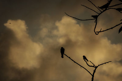 Low angle view of silhouette twigs against sky at sunset