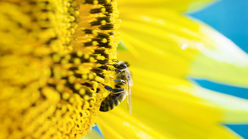 Close-up of insect on yellow flower